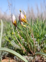 Tulipa biflora