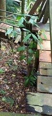 Cinnamomum