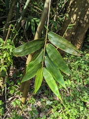Bambusa oldhamii