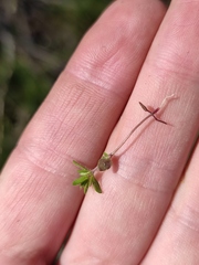 Veronica triphyllos