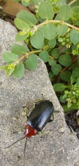 Cacoscelis nigripennis