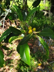 Ficus rubiginosa