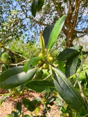 Ficus rubiginosa