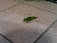 Rectimarginalis fuscospinosa