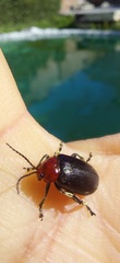 Cacoscelis nigripennis