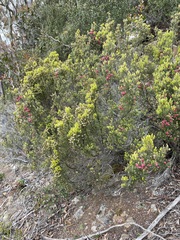 Leptecophylla