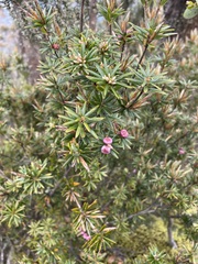 Cyathodes glauca