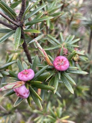 Cyathodes glauca