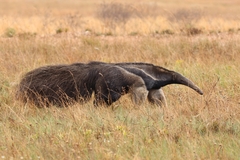 Myrmecophaga tridactyla