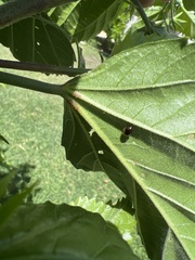 Nisotra bicolorata