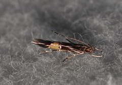 Cosmopterix