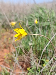 Tulipa sylvestris australis