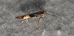 Cosmopterix