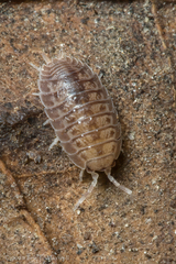 Porcellio dilatatus