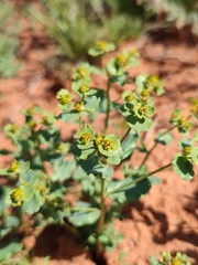 Euphorbia undulata