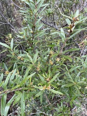 Orites diversifolius