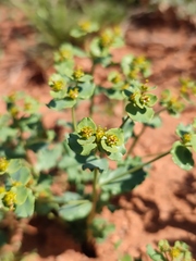Euphorbia undulata