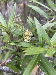 Orites diversifolius