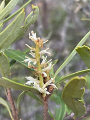Orites diversifolius