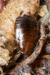 Parcoblatta americana