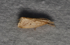 Diatraea