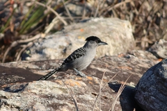 Batara cinerea