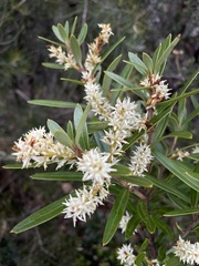 Orites diversifolius