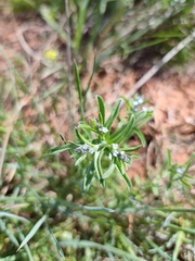 Rochelia retorta