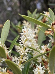 Orites diversifolius