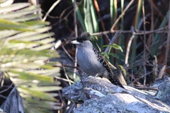 Batara cinerea