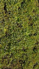 Plagiobothrys stipitatus micranthus