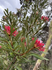 Telopea truncata