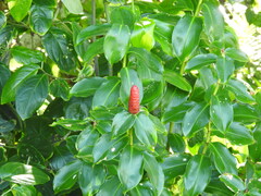 Costus woodsonii