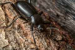 Coelocnemis dilaticollis