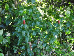 Costus woodsonii