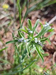 Rochelia retorta