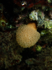 Eudistoma constrictum
