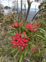Telopea truncata