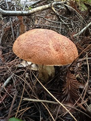 Leccinum manzanitae