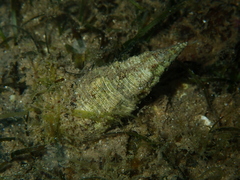 Batillaria australis