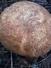 Leccinum manzanitae