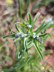 Rochelia retorta