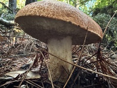 Leccinum manzanitae