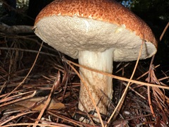 Leccinum manzanitae