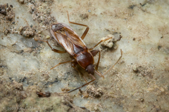 Togodolentus wrighti