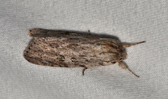 Acronicta impleta