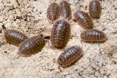 Porcellio dilatatus