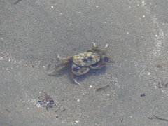 Hemigrapsus crenulatus