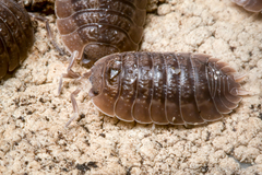 Porcellio dilatatus