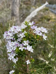 Veronica formosa